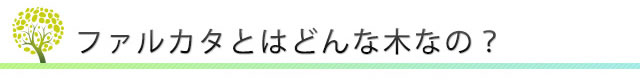 ファルカタとは